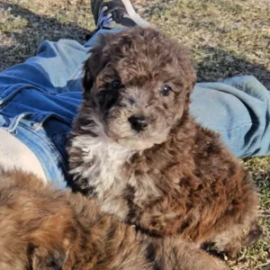 Eclipse - Medium Whoodle (25-30 lbs) - 8 weeks old and Ready for Her New Home! - Price $995 - $300 Deposit Holds Me!