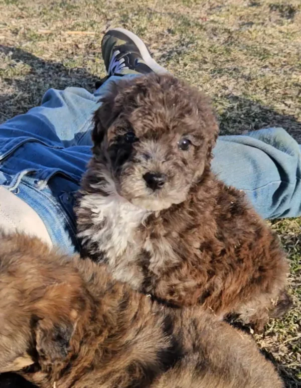 Eclipse - Medium Whoodle (25-30 lbs) - 8 weeks old and Ready for Her New Home! - Price $995 - $300 Deposit Holds Me!