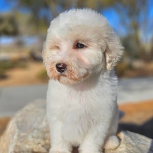 Angel - Mini Whoodle (20-25 lbs) - 9 Weeks old and Ready for Her New Home! - Price $1,295 - A $300 Deposit Holds Me!