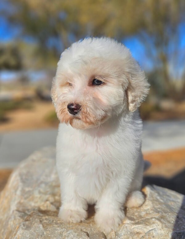 Angel - Mini Whoodle (20-25 lbs) - 9 Weeks old and Ready for Her New Home! - Price $1,295 - A $300 Deposit Holds Me!