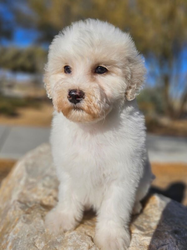 Angel - Mini Whoodle (20-25 lbs) - 9 Weeks old and Ready for Her New Home! - Price $1,295 - A $300 Deposit Holds Me! - Image 3