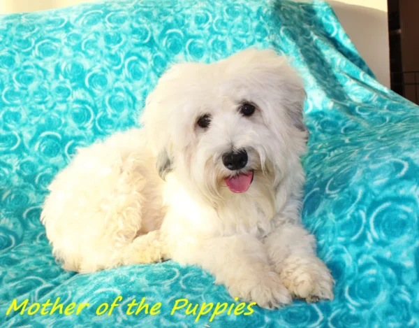 Angel - Mini Whoodle (20-25 lbs) - 9 Weeks old and Ready for Her New Home! - Price $1,295 - A $300 Deposit Holds Me! - Image 5