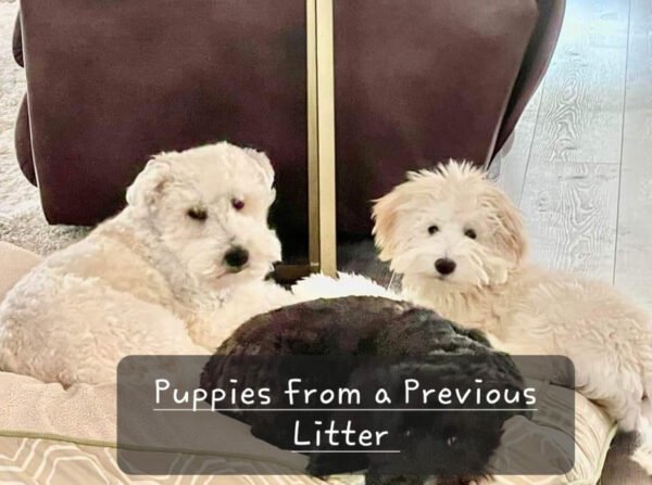 Angel - Mini Whoodle (20-25 lbs) - 9 Weeks old and Ready for Her New Home! - Price $1,295 - A $300 Deposit Holds Me! - Image 9