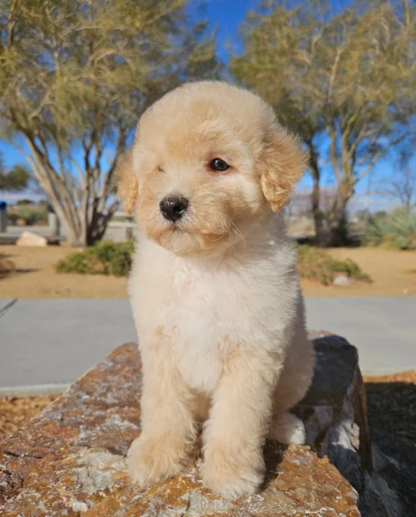Frankie - Mini Whoodle (20-25 lbs) - 9 Weeks old and Ready for His New Home! - Price $995 - $300 Deposit Holds Me! - Image 4