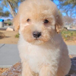 Frankie - Mini Whoodle (20-25 lbs) - 9 Weeks old and Ready for His New Home! - Price $995 - $300 Deposit Holds Me!