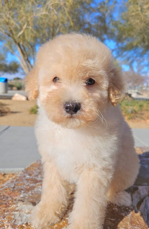 Frankie - Mini Whoodle (20-25 lbs) - 9 Weeks old and Ready for His New Home! - Price $995 - $300 Deposit Holds Me!