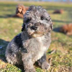 Ryder - Blue Merle Mini Whoodle - Will be 20-25 Lbs - 10 Weeks old and Ready for His New Home! - Price $995 - $300 Deposit Holds Me!