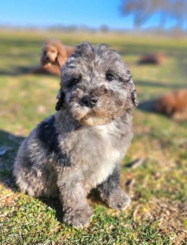 Ryder - Blue Merle Mini Whoodle - Will be 20-25 Lbs - 10 Weeks old and Ready for His New Home! - Price $995 - $300 Deposit Holds Me!