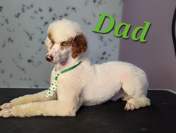 Ryder - Blue Merle Mini Whoodle - Will be 20-25 Lbs - 10 Weeks old and Ready for His New Home! - Price $995 - $300 Deposit Holds Me! - Image 8