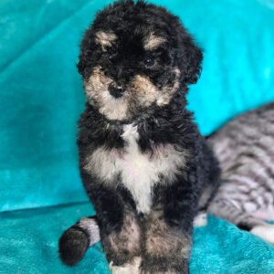 Sydney - Small Mini Whoodle! - (15-16 lbs) - 10 Weeks old and Ready for Her New Home! - Price $1,295 - $300 Deposit Holds Me!