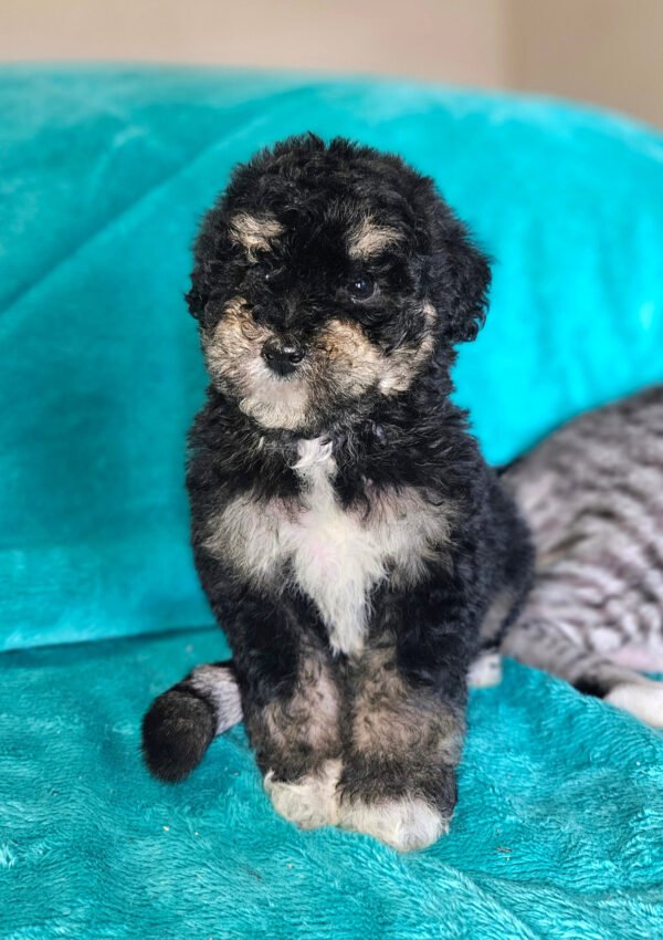 Sydney - Small Mini Whoodle! - (15-16 lbs) - 10 Weeks old and Ready for Her New Home! - Price $1,295 - $300 Deposit Holds Me!