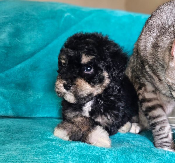 Sydney - Small Mini Whoodle! - (15-16 lbs) - 10 Weeks old and Ready for Her New Home! - Price $1,295 - $300 Deposit Holds Me! - Image 3
