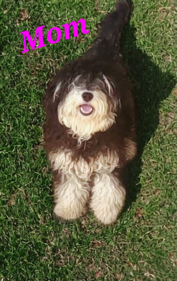 Sydney - Small Mini Whoodle! - (15-16 lbs) - 10 Weeks old and Ready for Her New Home! - Price $1,295 - $300 Deposit Holds Me! - Image 6