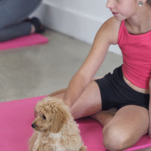Bowie-Meet our Adorable Cavapoo puppy, Bowie. He's a cross between a Cavapoo and a mini Poodle so he'll be non-shedding.