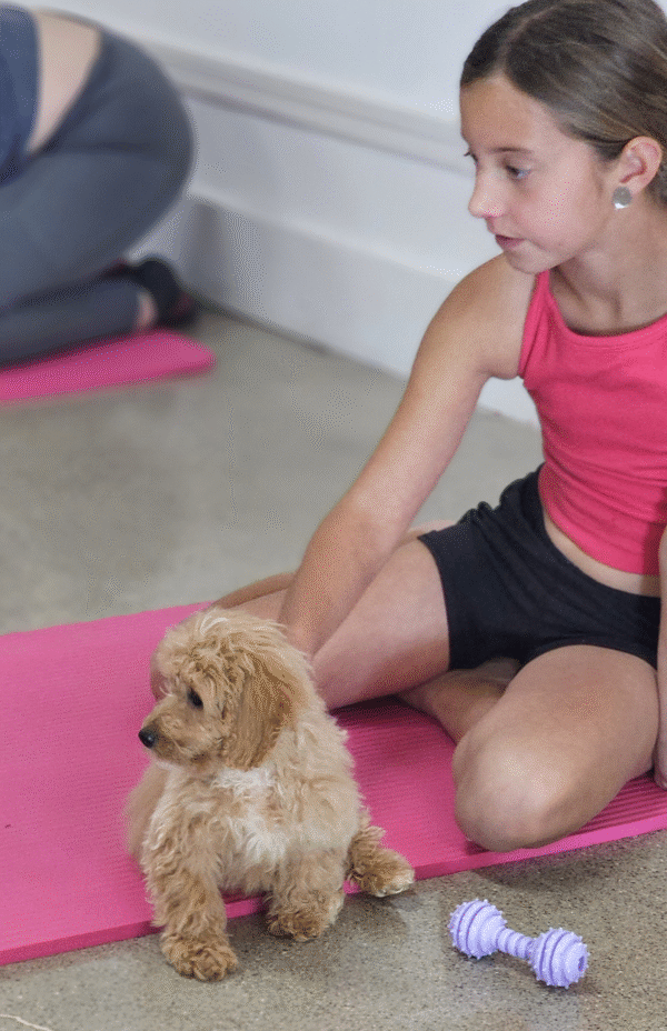 Bowie-Meet our Adorable Cavapoo puppy, Bowie. He's a cross between a Cavapoo and a mini Poodle so he'll be non-shedding.
