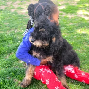 Randall - Medium Whoodle w/the Heart of a Service Dog! (25-30 lbs) - 4 months old and Ready for His New Home! - Price $995 - A $300 Deposit Holds Me!