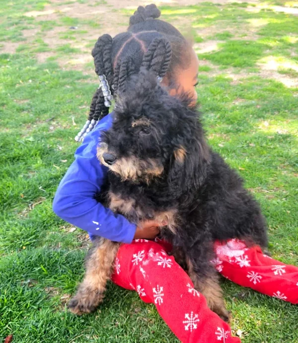Randall - Medium Whoodle w/the Heart of a Service Dog! (25-30 lbs) - 4 months old and Ready for His New Home! - Price $995 - A $300 Deposit Holds Me!