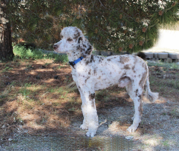 Randall - Medium Whoodle w/the Heart of a Service Dog! (25-30 lbs) - 4 months old and Ready for His New Home! - Price $995 - A $300 Deposit Holds Me! - Image 6