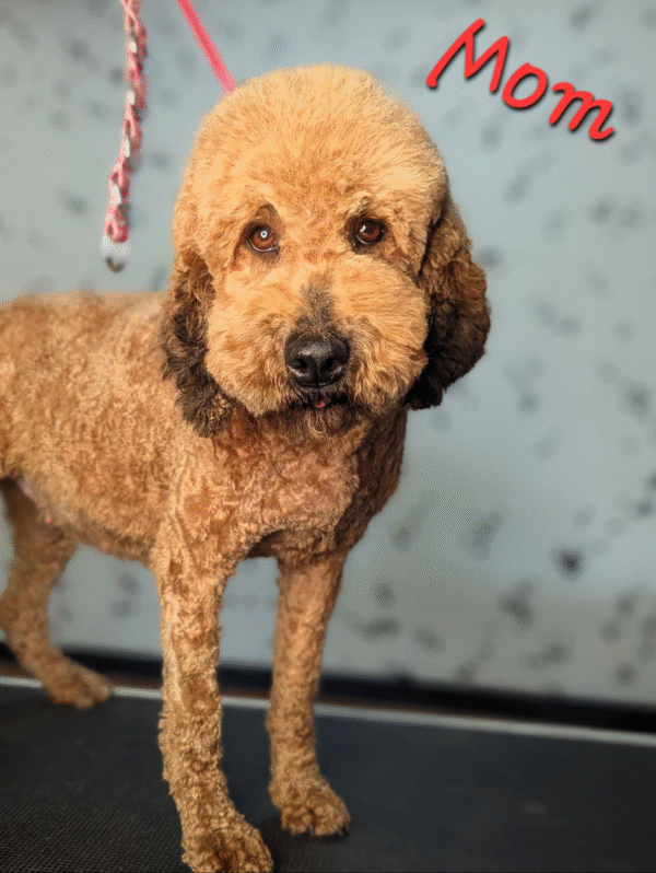 Randall - Medium Whoodle w/the Heart of a Service Dog! (25-30 lbs) - 4 months old and Ready for His New Home! - Price $995 - A $300 Deposit Holds Me! - Image 7