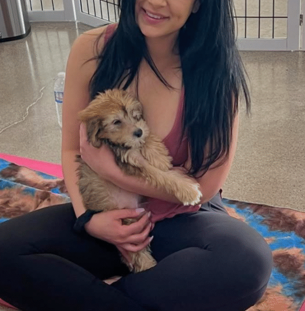 Symba - Small Mini Whoodle! - (18-20 lbs) - 10 Weeks old and Ready for His New Home! - Price $1,295 - $300 Deposit Holds Me! - Image 11