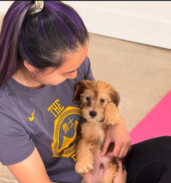 Symba - Small Mini Whoodle! - (18-20 lbs) - 10 Weeks old and Ready for His New Home! - Price $1,295 - $300 Deposit Holds Me! - Image 10