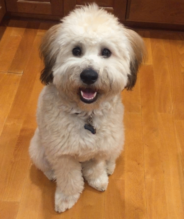 Symba - Small Mini Whoodle! - (18-20 lbs) - 10 Weeks old and Ready for His New Home! - Price $1,295 - $300 Deposit Holds Me! - Image 8