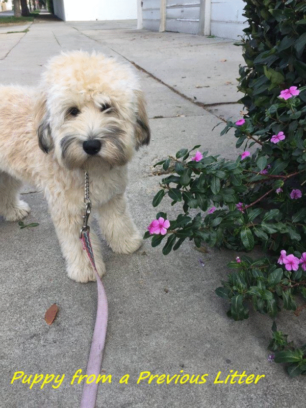 Symba - Small Mini Whoodle! - (18-20 lbs) - 10 Weeks old and Ready for His New Home! - Price $1,295 - $300 Deposit Holds Me! - Image 5